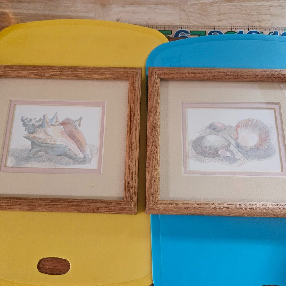 two framed pictures one each of a different seashell conch shell & scallop